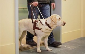 guide-dog-1